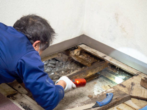 Best Health and Safety Mold Remediation in Mount Carmel, OH