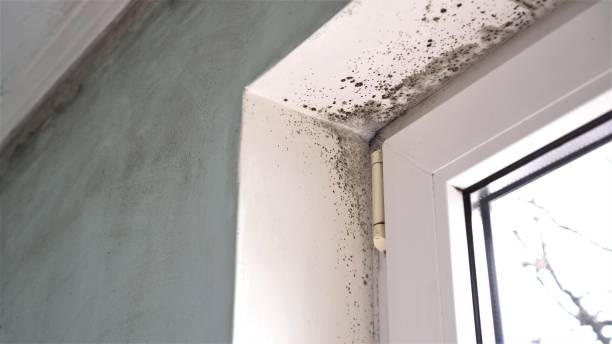 Best Kitchen Mold Remediation in Mount Carmel, OH