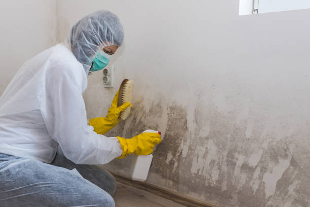 Best Post-Flood Mold Remediation in Mount Carmel, OH