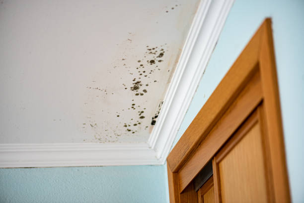 Best Bathroom Mold Remediation in Mount Carmel, OH