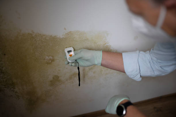 Best Industrial Mold Remediation in Mount Carmel, OH
