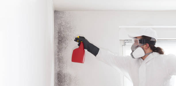 Best Basement Mold Remediation in Mount Carmel, OH