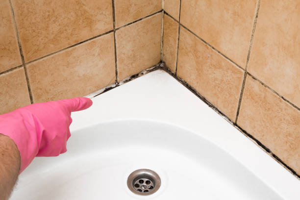 Best Localized Mold Remediation (e.g., coastal areas, humid climates) in Mount Carmel, OH