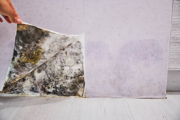 Best Insurance-Related Mold Remediation in Mount Carmel, OH